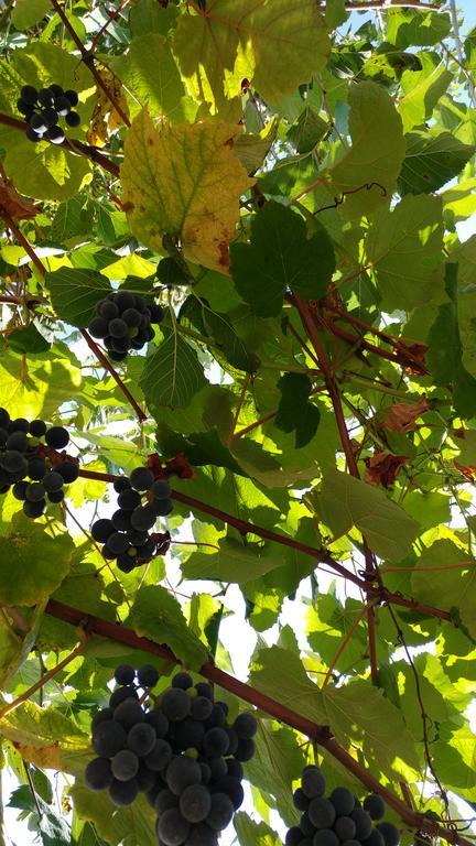 Agriturismo Il Marchese Aquara Luaran gambar